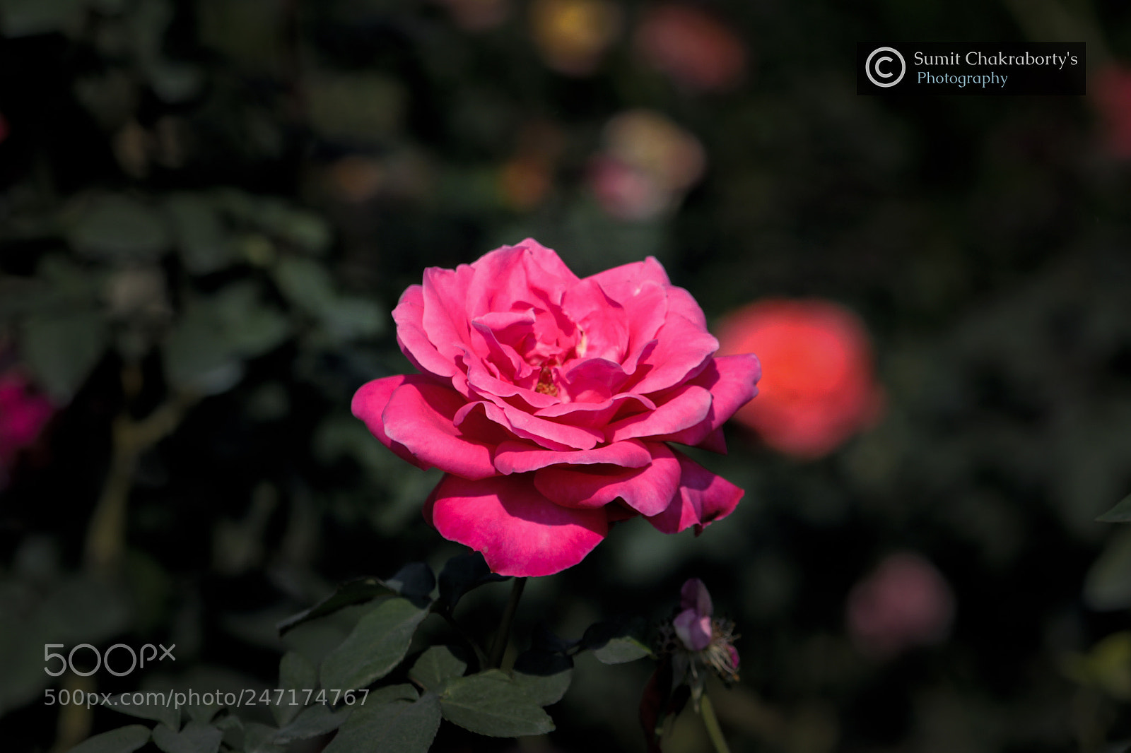 Canon EOS 1200D (EOS Rebel T5 / EOS Kiss X70 / EOS Hi) sample photo. || rose || photography
