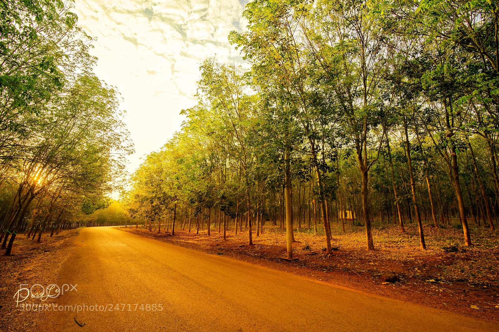 Nikon Df sample photo. Rubber forest photography