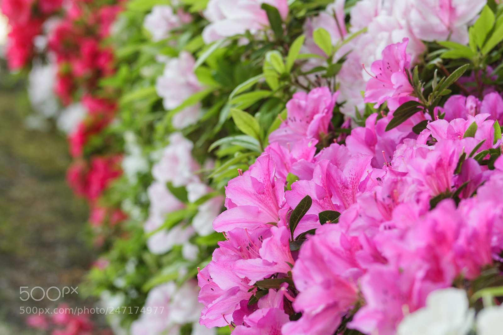 Canon EOS 550D (EOS Rebel T2i / EOS Kiss X4) sample photo. Pink azalea bushes in photography