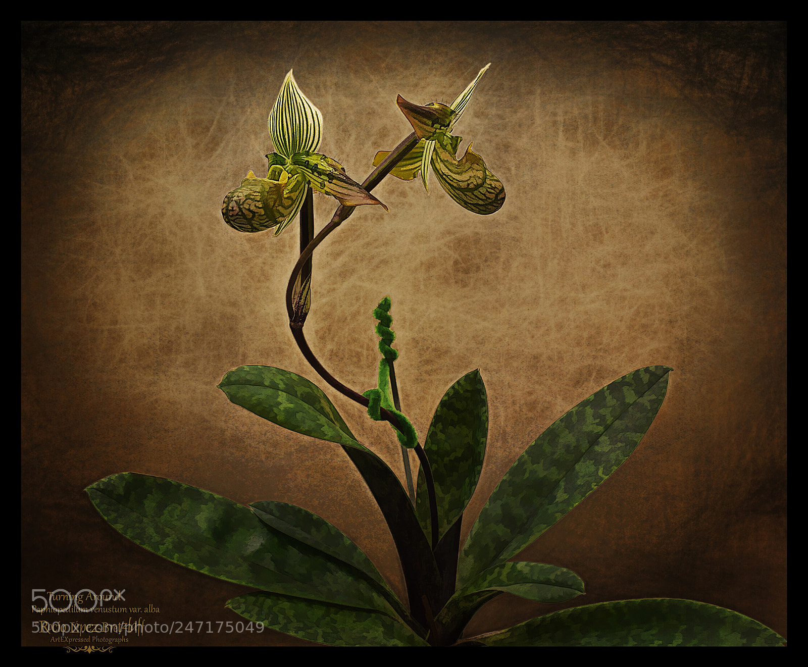 Canon EOS 60D sample photo. Paphiopedilum venustum orchids photography