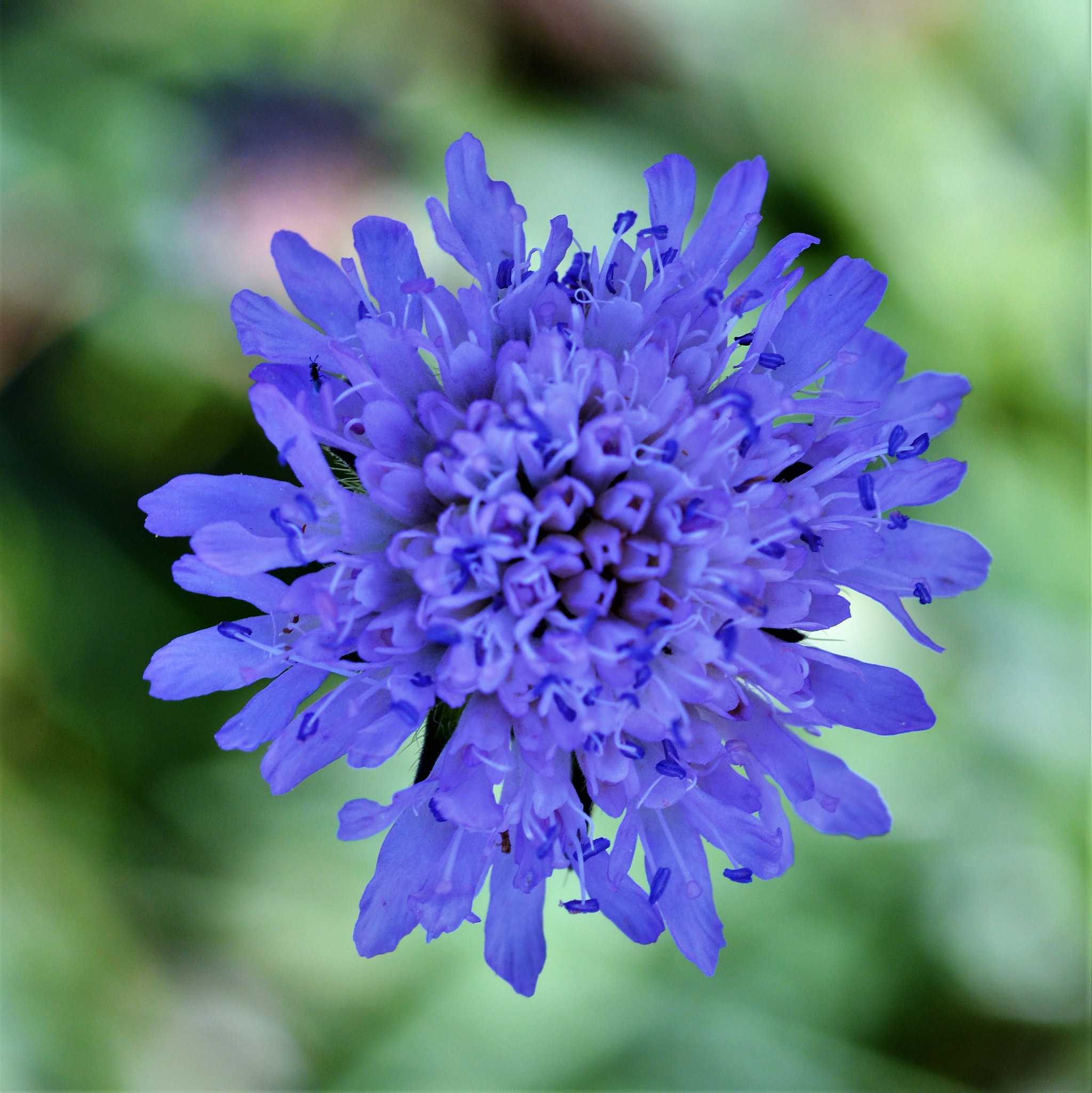 Sigma 105mm F2.8 EX DG OS HSM sample photo. Wildblume photography