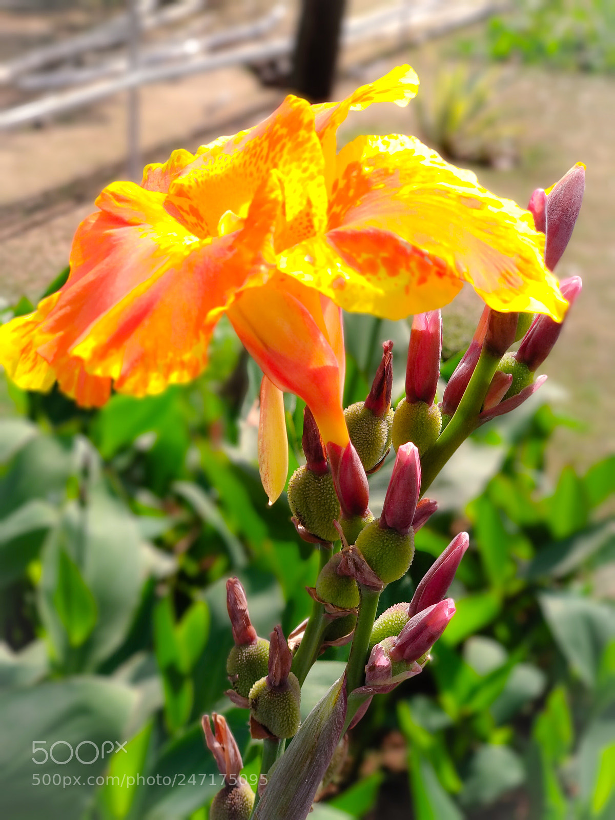 Xiaomi Mi A1 sample photo. Yellow there..! photography