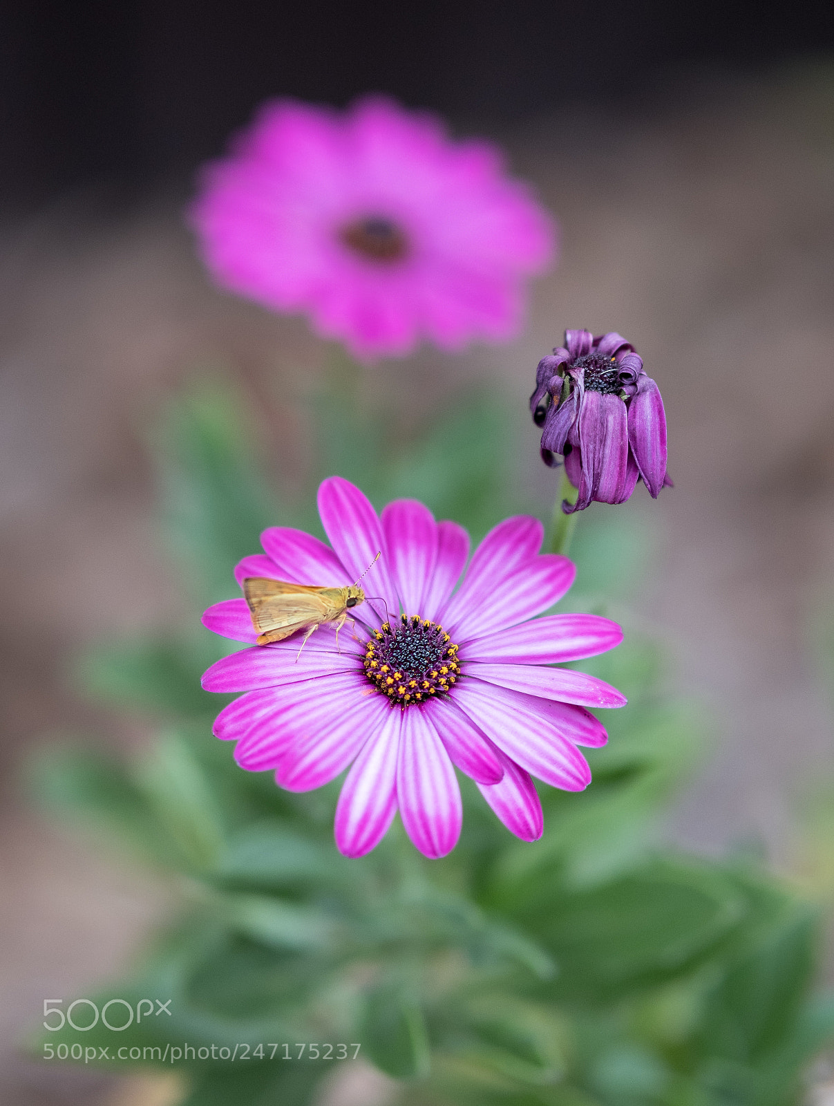 Fujifilm X-T2 sample photo. The hungry butterfly photography