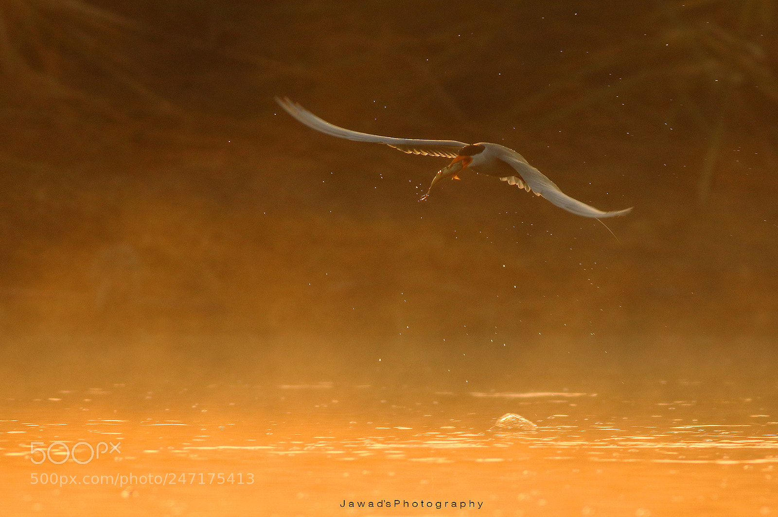 Canon EOS 7D Mark II sample photo. River tern photography