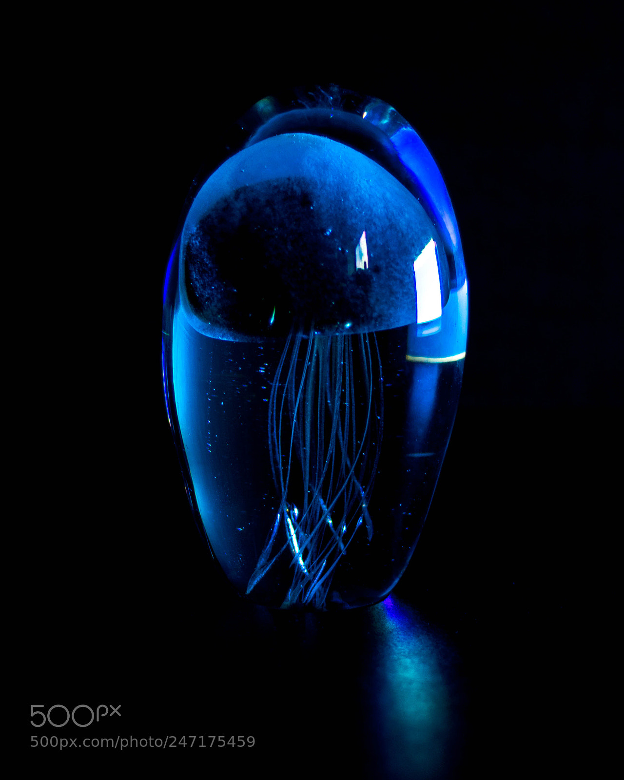 Canon EOS 750D (EOS Rebel T6i / EOS Kiss X8i) sample photo. Blue jellyfish photography