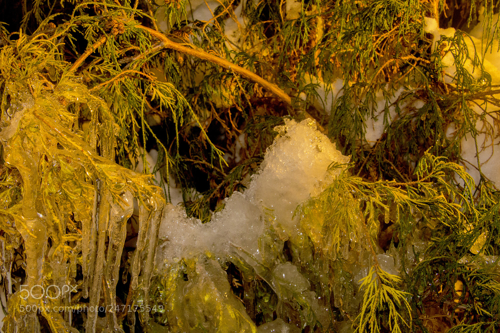 Canon EOS 1200D (EOS Rebel T5 / EOS Kiss X70 / EOS Hi) sample photo. Icy leaves, snow and photography