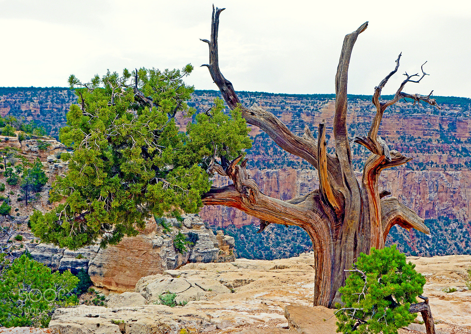 Sony Cyber-shot DSC-RX100 sample photo. Grand canyon tree study 3 photography