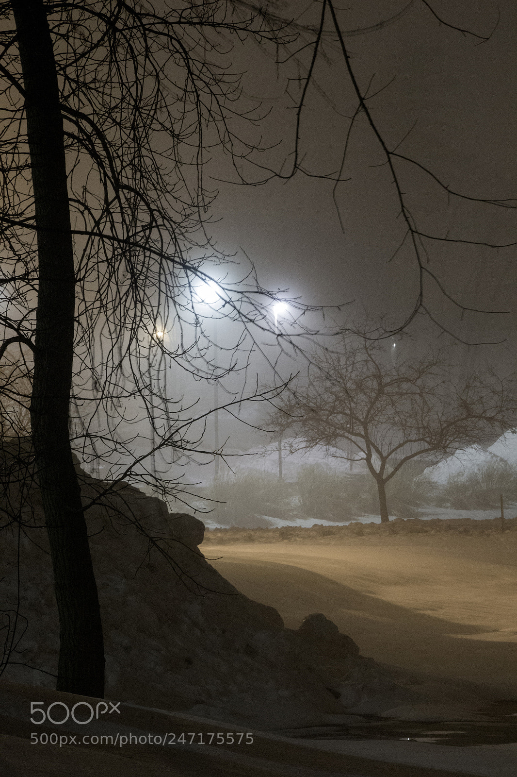 Canon EOS 1200D (EOS Rebel T5 / EOS Kiss X70 / EOS Hi) sample photo. Trees and foggy snowscape photography