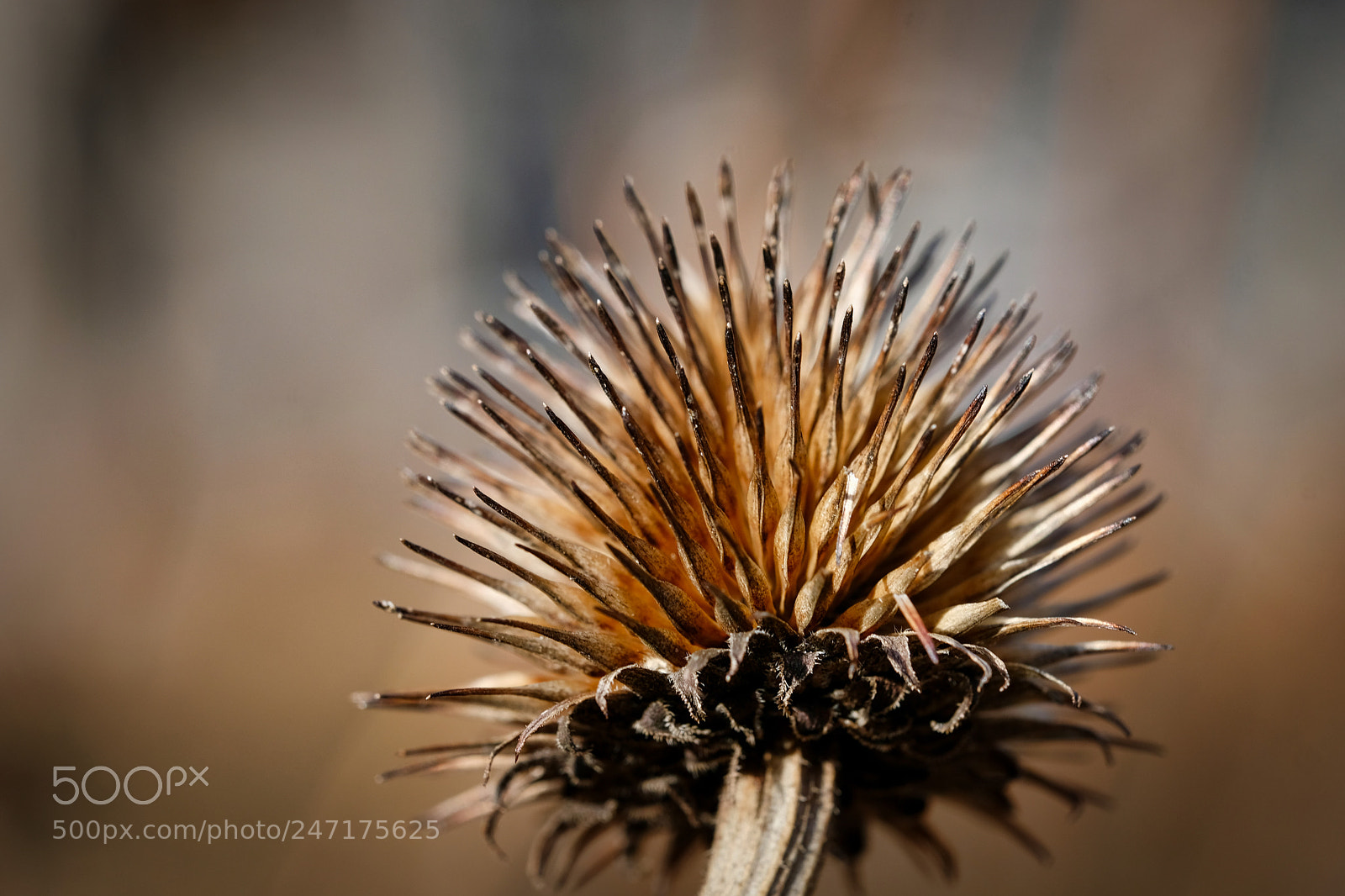 Fujifilm X-T2 sample photo. Withered plant photography