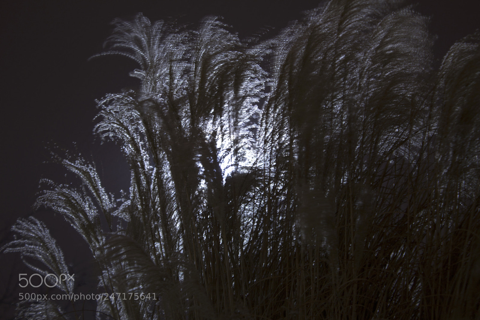 Canon EOS 1200D (EOS Rebel T5 / EOS Kiss X70 / EOS Hi) sample photo. Dark and windy night photography