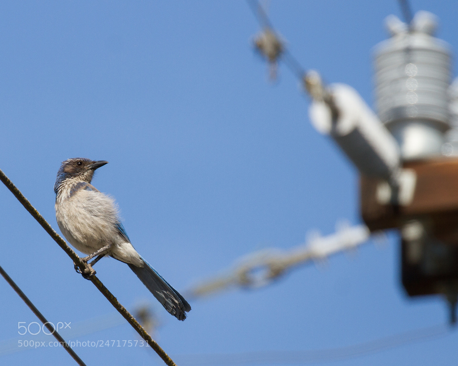 Canon EOS 7D sample photo. California scrub jay photography