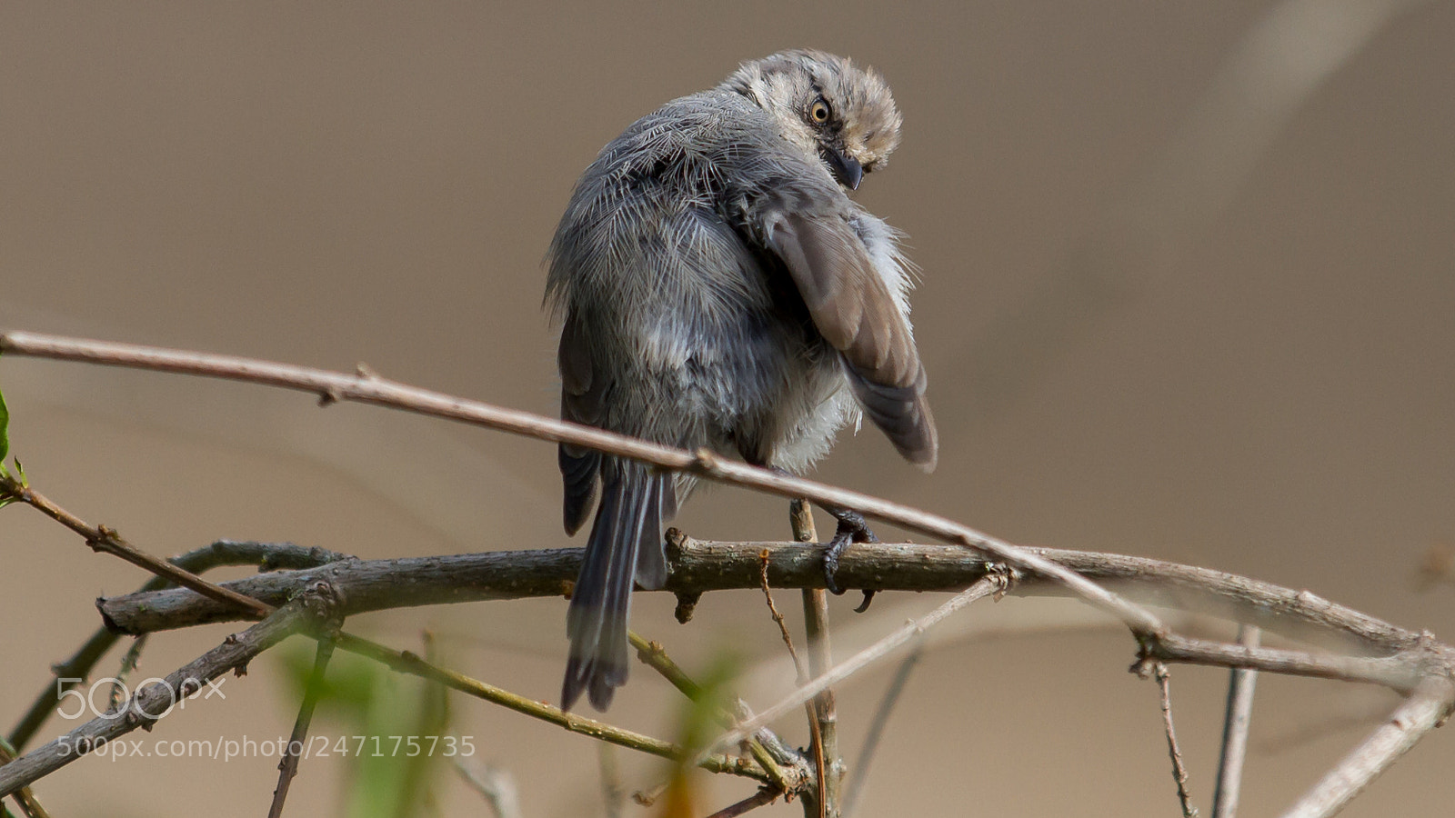 Canon EOS 7D sample photo. Bushtit photography