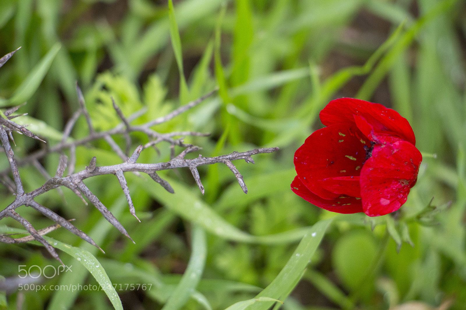 Canon EOS 700D (EOS Rebel T5i / EOS Kiss X7i) sample photo. Red anemone photography