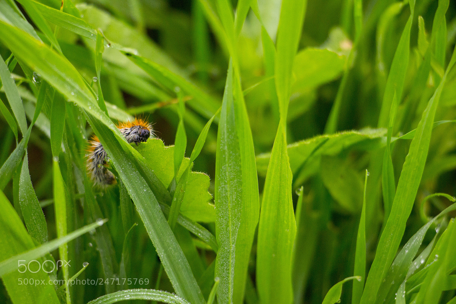 Canon EOS 700D (EOS Rebel T5i / EOS Kiss X7i) sample photo. Caterpillar close up photography