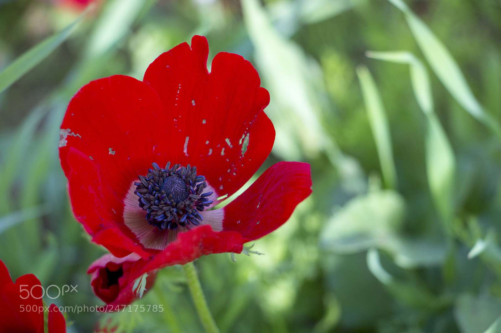 Canon EOS 700D (EOS Rebel T5i / EOS Kiss X7i) sample photo. Red anemones photography