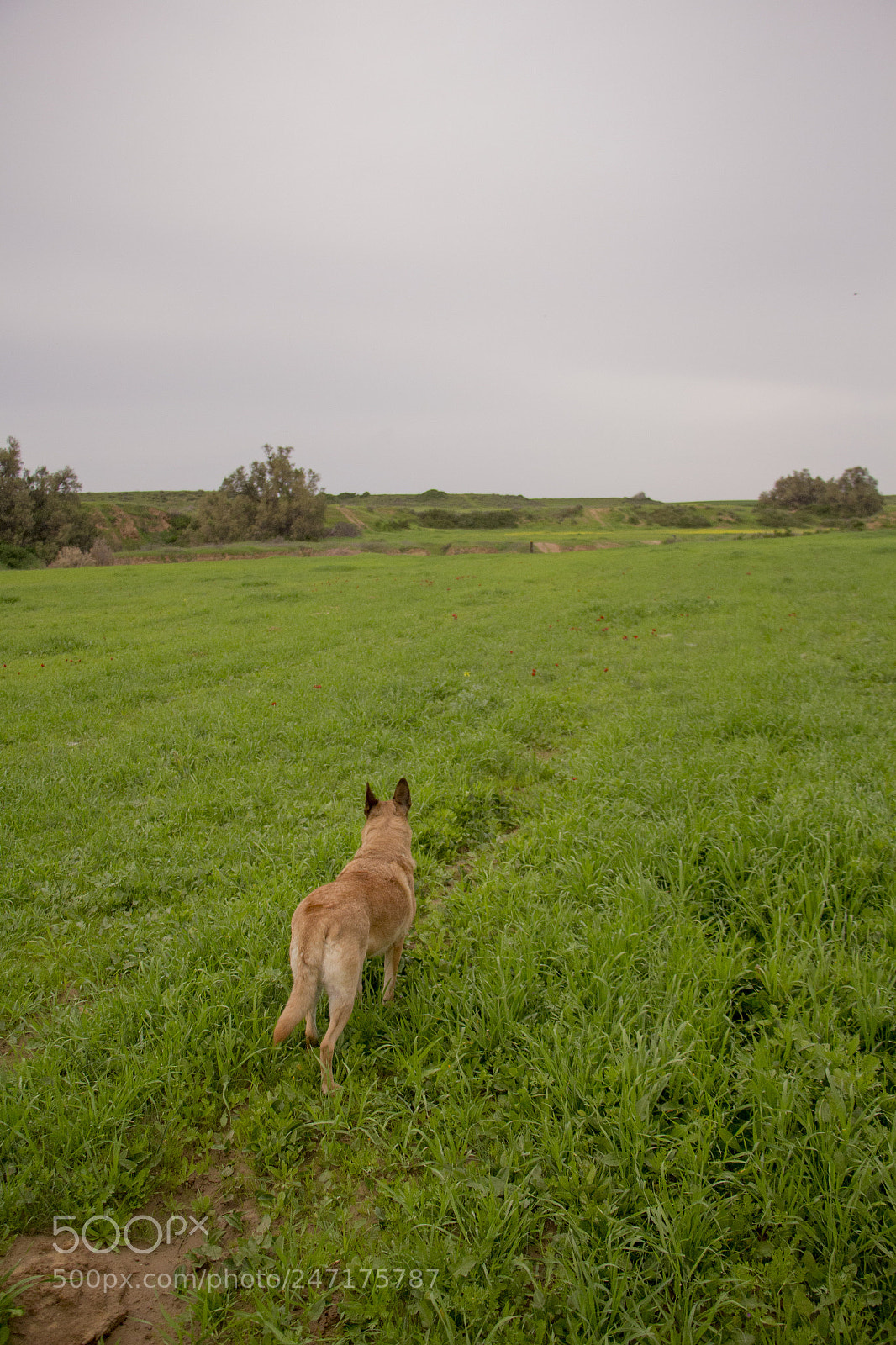 Canon EOS 700D (EOS Rebel T5i / EOS Kiss X7i) sample photo. A dog's path photography