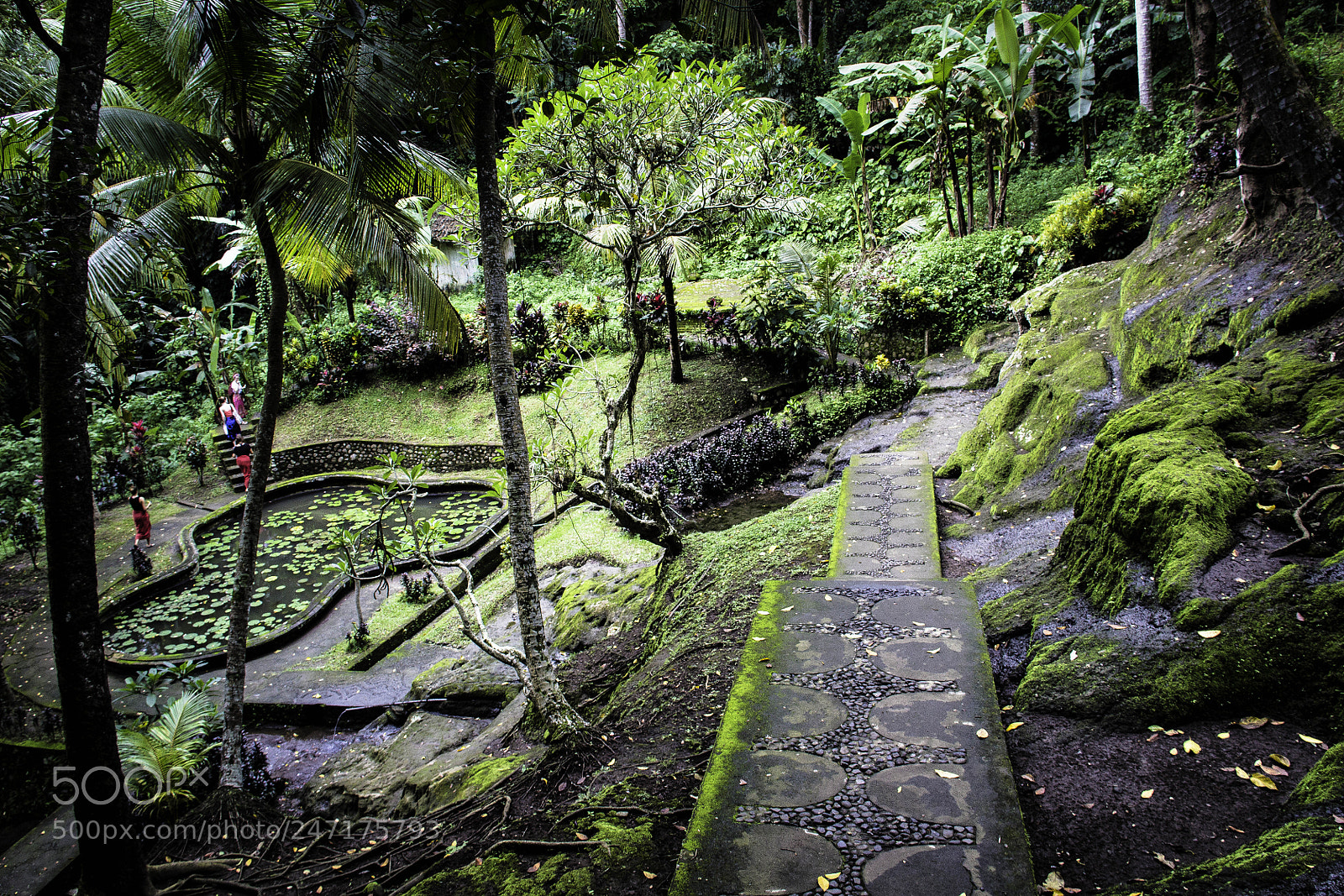 Canon EOS 600D (Rebel EOS T3i / EOS Kiss X5) sample photo. Bali jungle photography