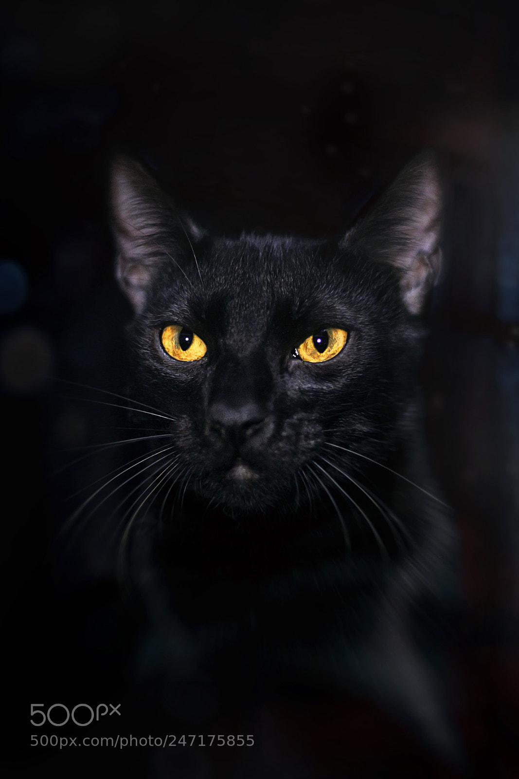 Canon EOS 500D (EOS Rebel T1i / EOS Kiss X3) sample photo. Thor el gato negro photography