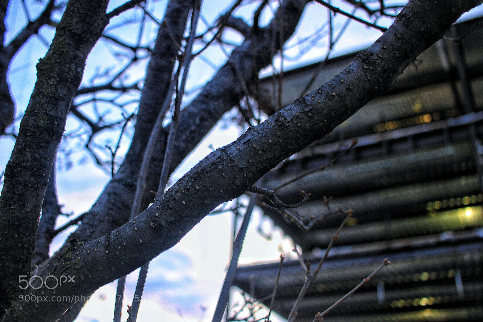 Canon EOS 500D (EOS Rebel T1i / EOS Kiss X3) sample photo. Branches photography
