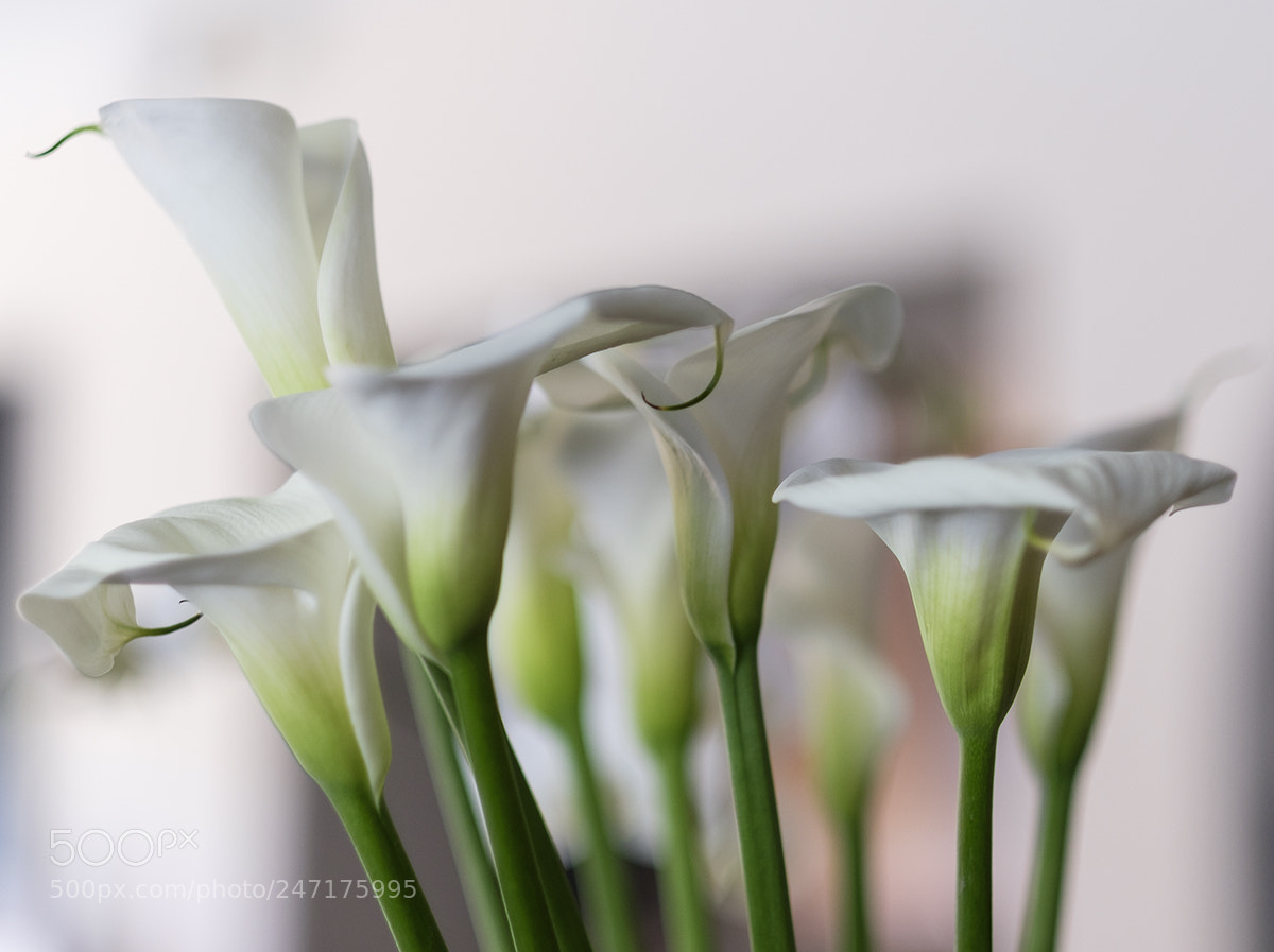 Fujifilm X-T2 sample photo. Calalilliesweb photography