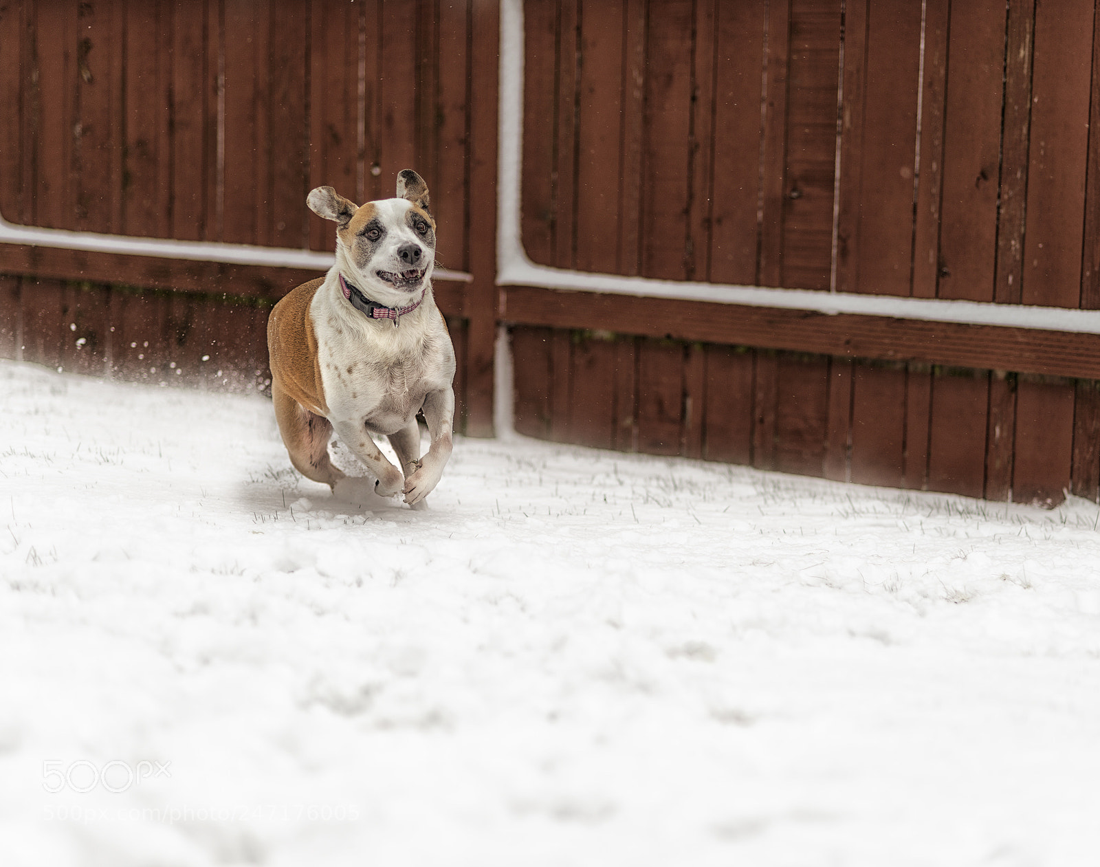 Nikon D600 sample photo. Snow! photography
