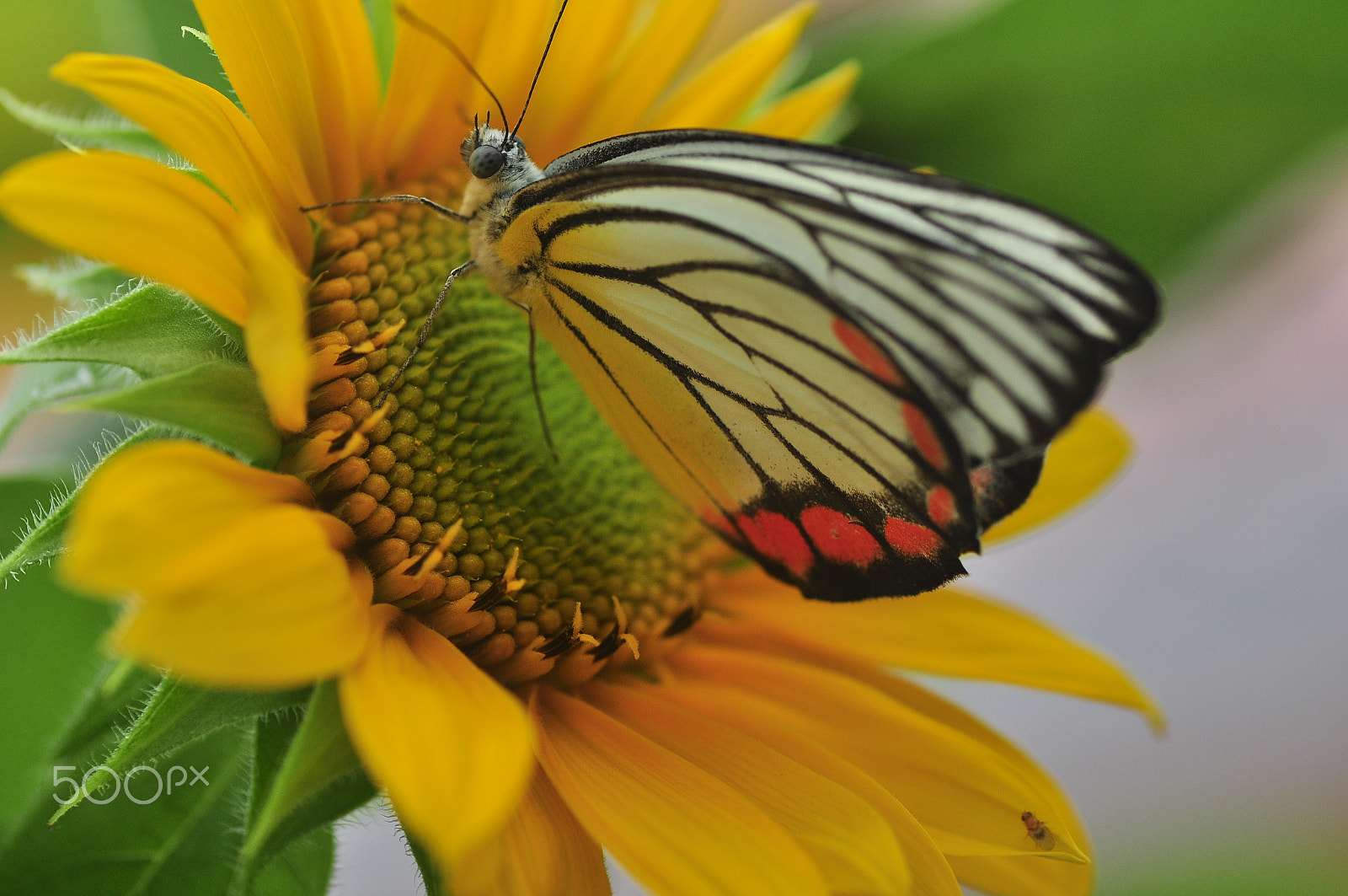 Nikon D5000 sample photo. Sun flower photography
