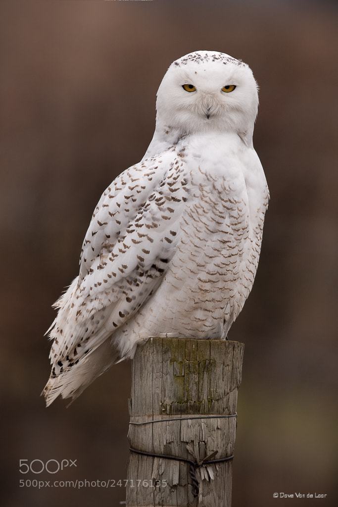 Nikon D810 sample photo. Snowy owl photography