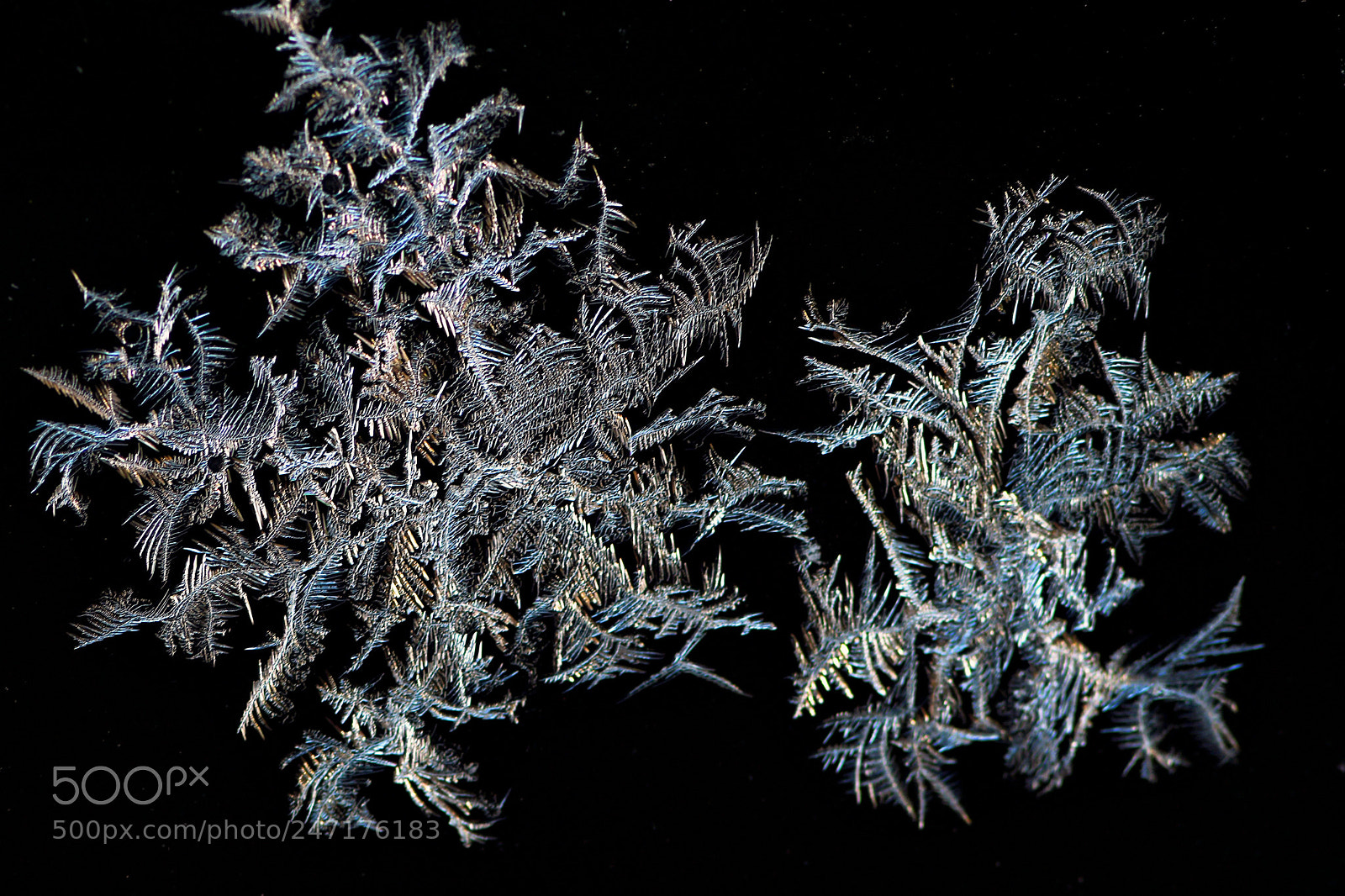 Nikon D500 sample photo. Wunder der natur photography