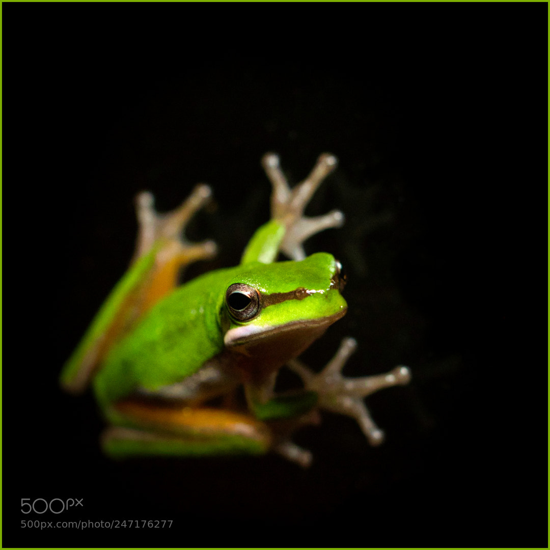 Olympus OM-D E-M1 Mark II sample photo. Eastern sedge frog photography