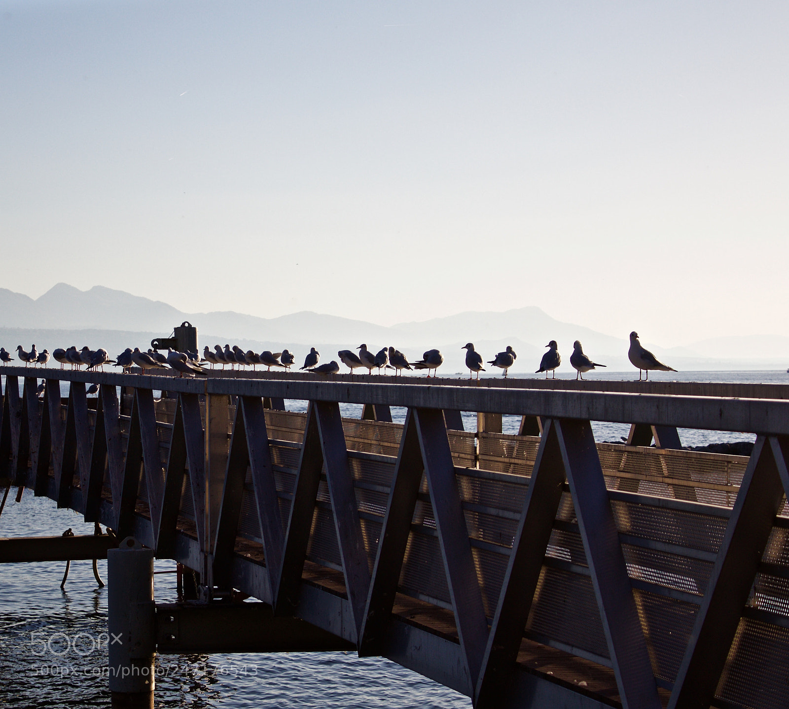 Canon EOS 1200D (EOS Rebel T5 / EOS Kiss X70 / EOS Hi) sample photo. Bridges for birds. photography