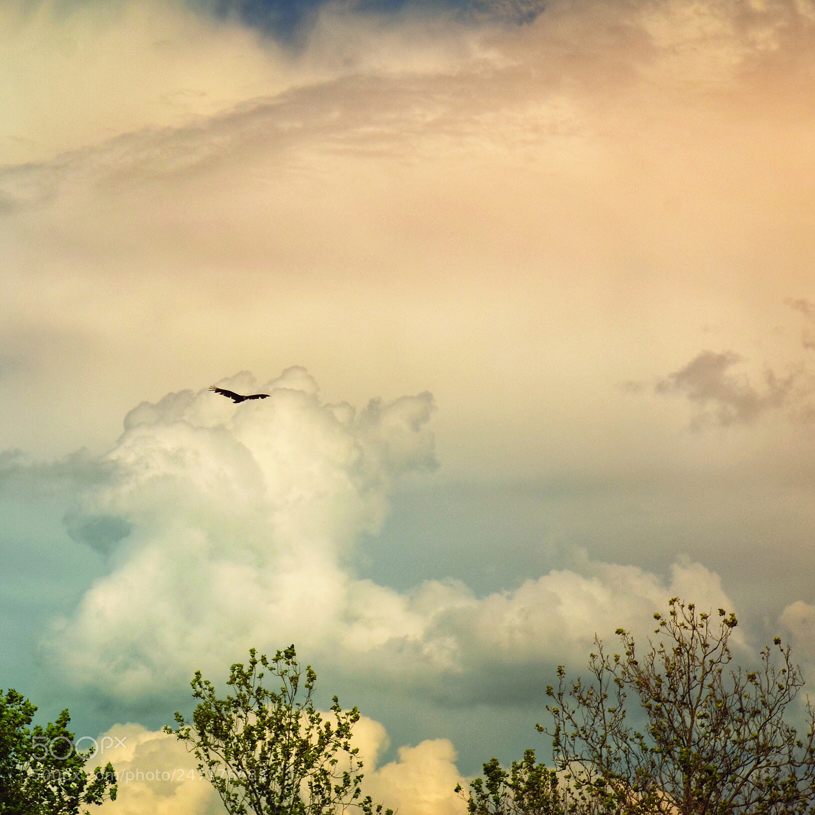 Nikon D5100 sample photo. Free photography