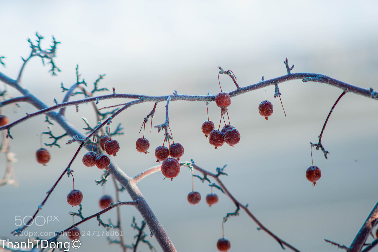 Nikon D700 sample photo. Red berry in winter photography