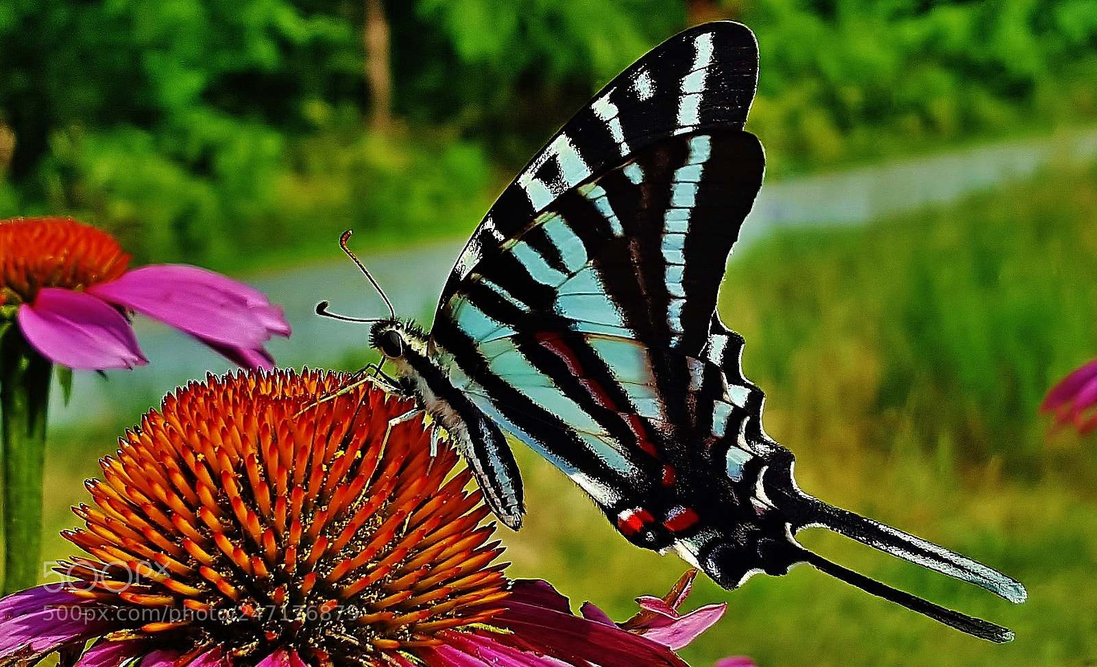 Samsung Galaxy S6 sample photo. Zebra swallowtail butterfly photography