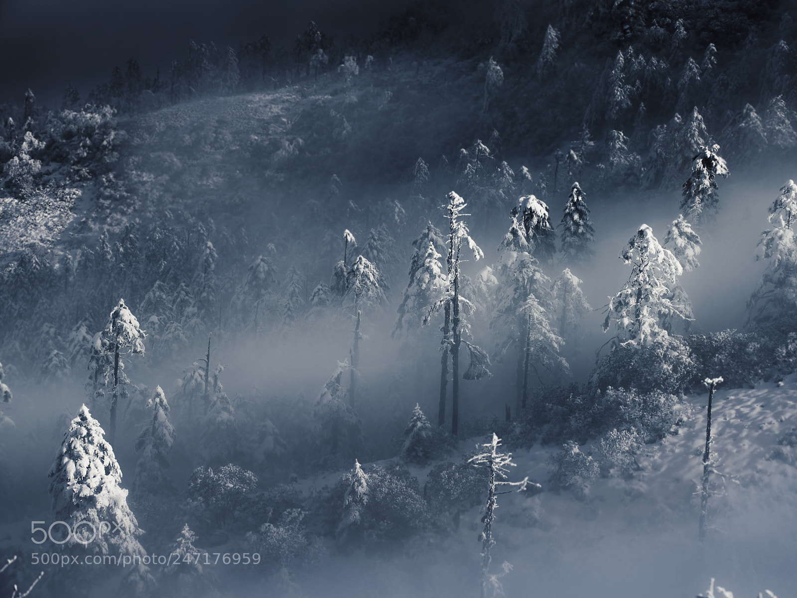 Nikon D810 sample photo. 光舞雪林 photography