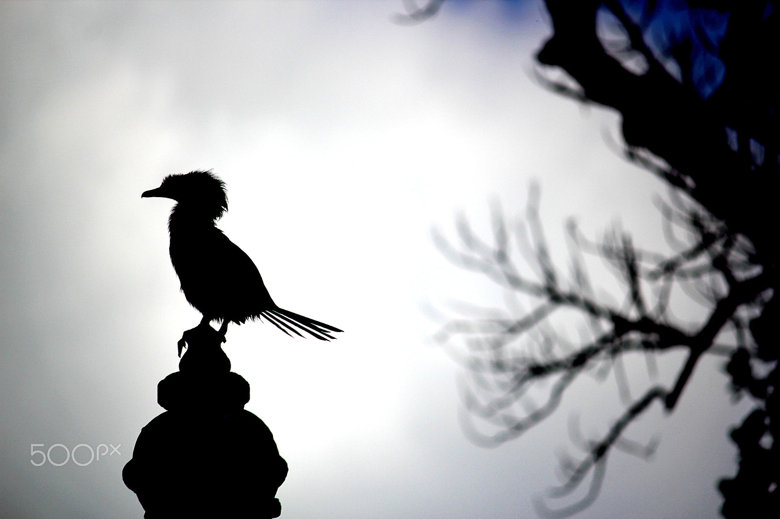 Canon EF-S 55-250mm F4-5.6 IS II sample photo. Bird in contemplation photography