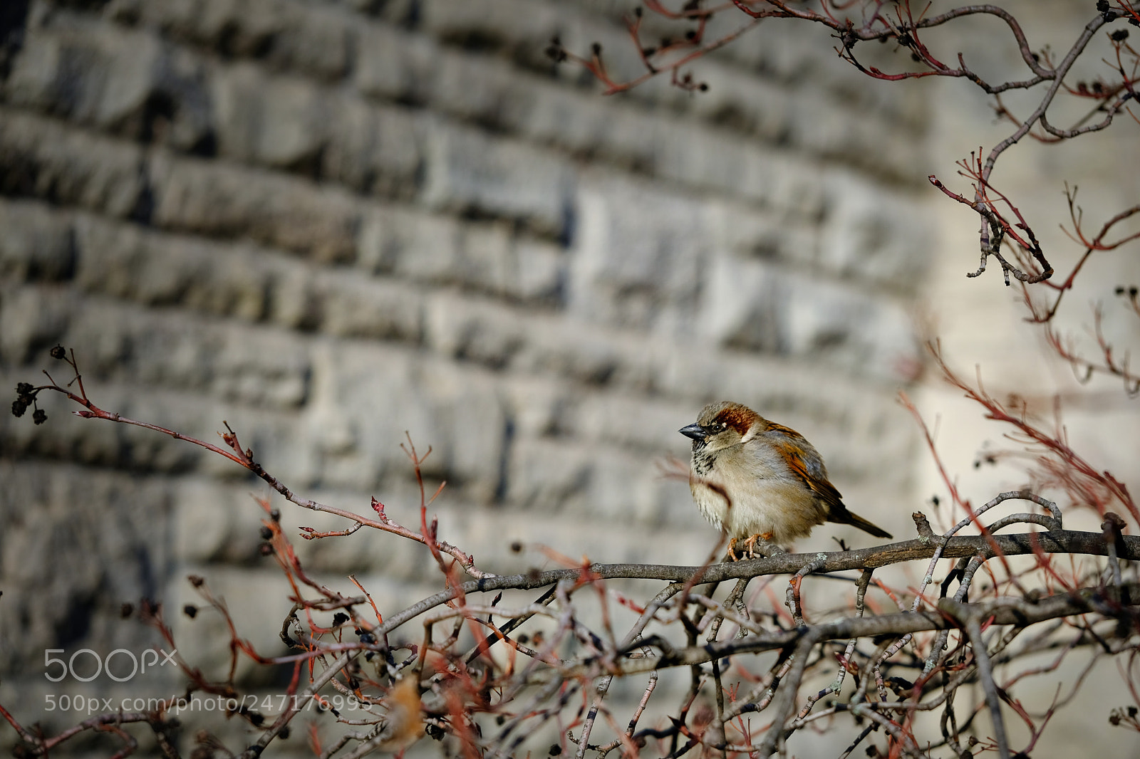 Fujifilm X-T2 sample photo. House sparrow photography