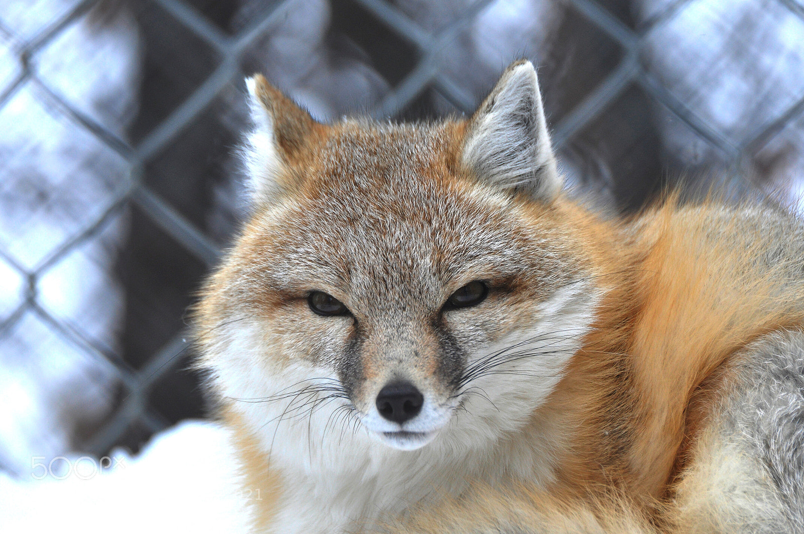 Nikon D90 sample photo. Fox photography