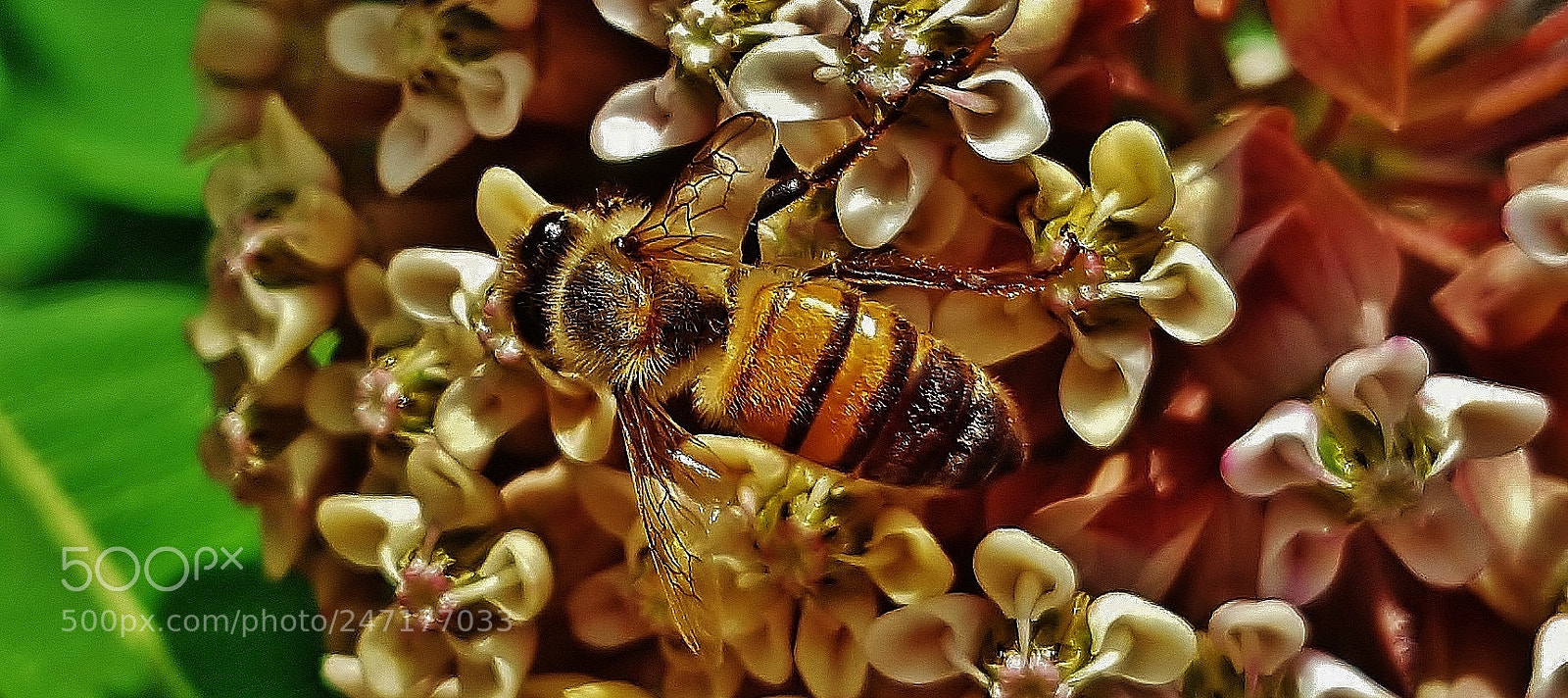 Samsung Galaxy S6 sample photo. North tract honey bee photography