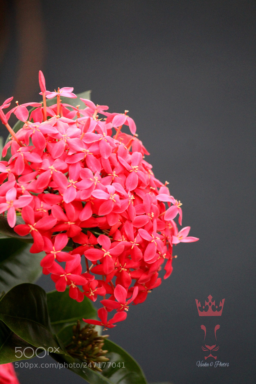 Canon EOS 1300D (EOS Rebel T6 / EOS Kiss X80) sample photo. Flowers photography