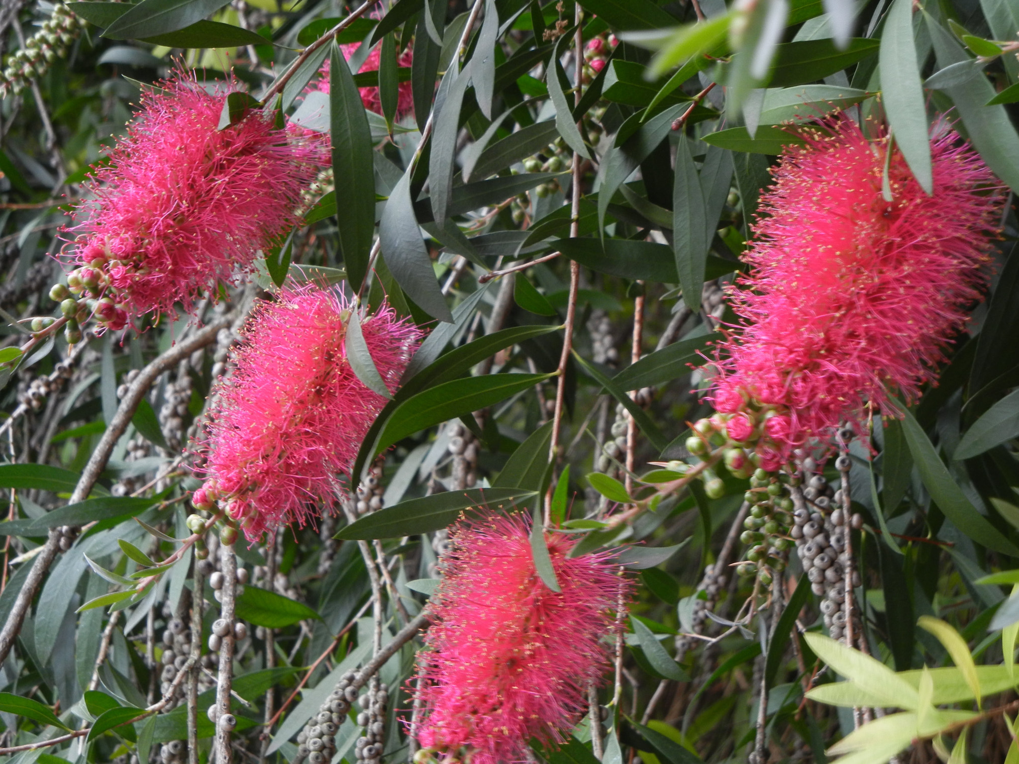 Nikon Coolpix S8100 sample photo. Callistemon bottlebrush photography