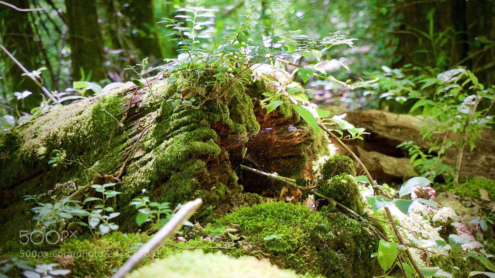 Sony Alpha a5000 (ILCE 5000) sample photo. Huilo huilo photography
