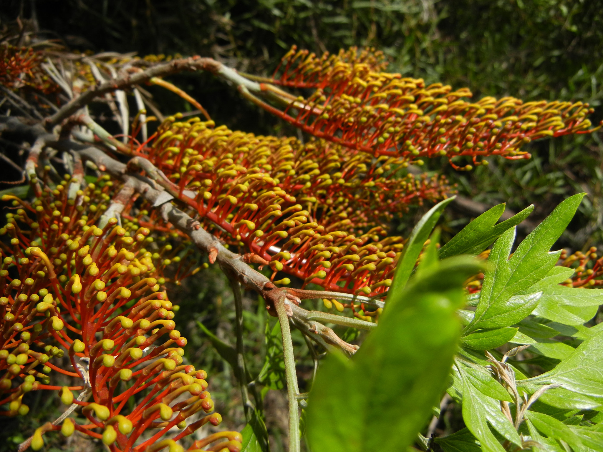 Nikon Coolpix S8100 sample photo. Gruvillea robusta silkyoak australia photography