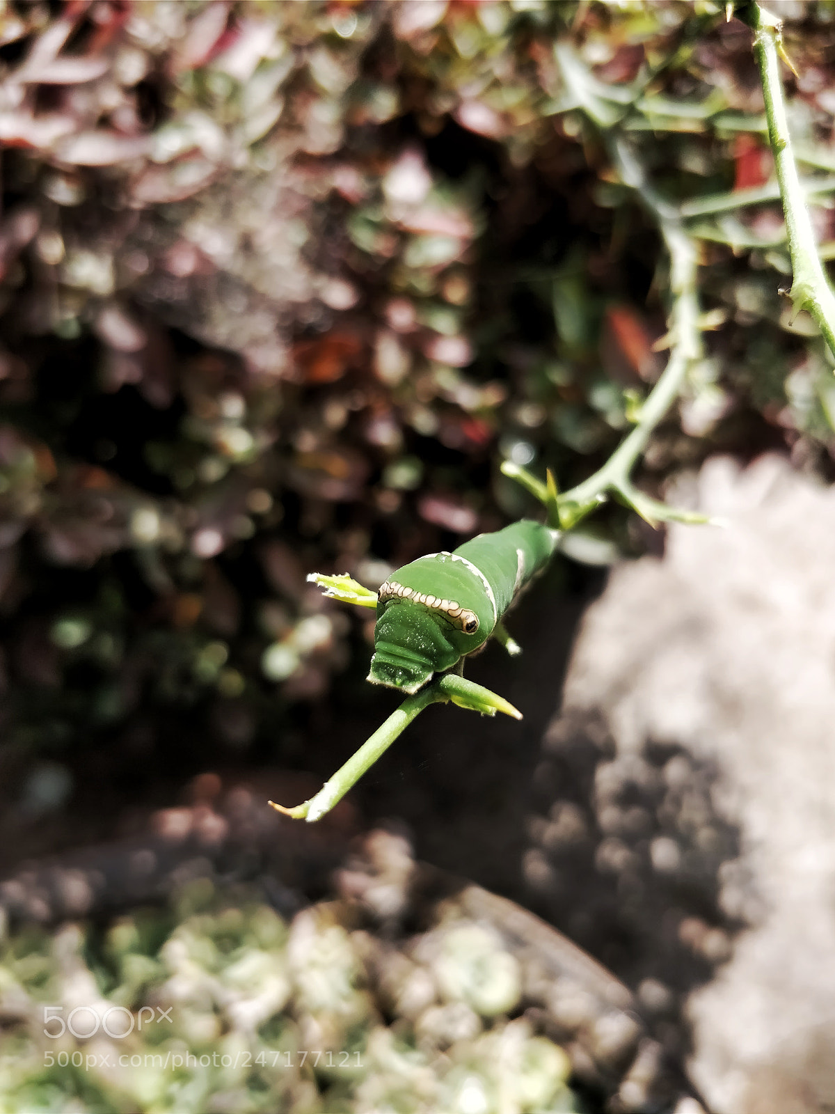 OnePlus 5 sample photo. Caterpillar in the garden photography