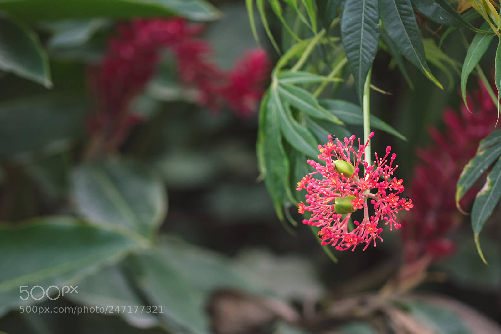 Nikon D500 sample photo. Flower photography