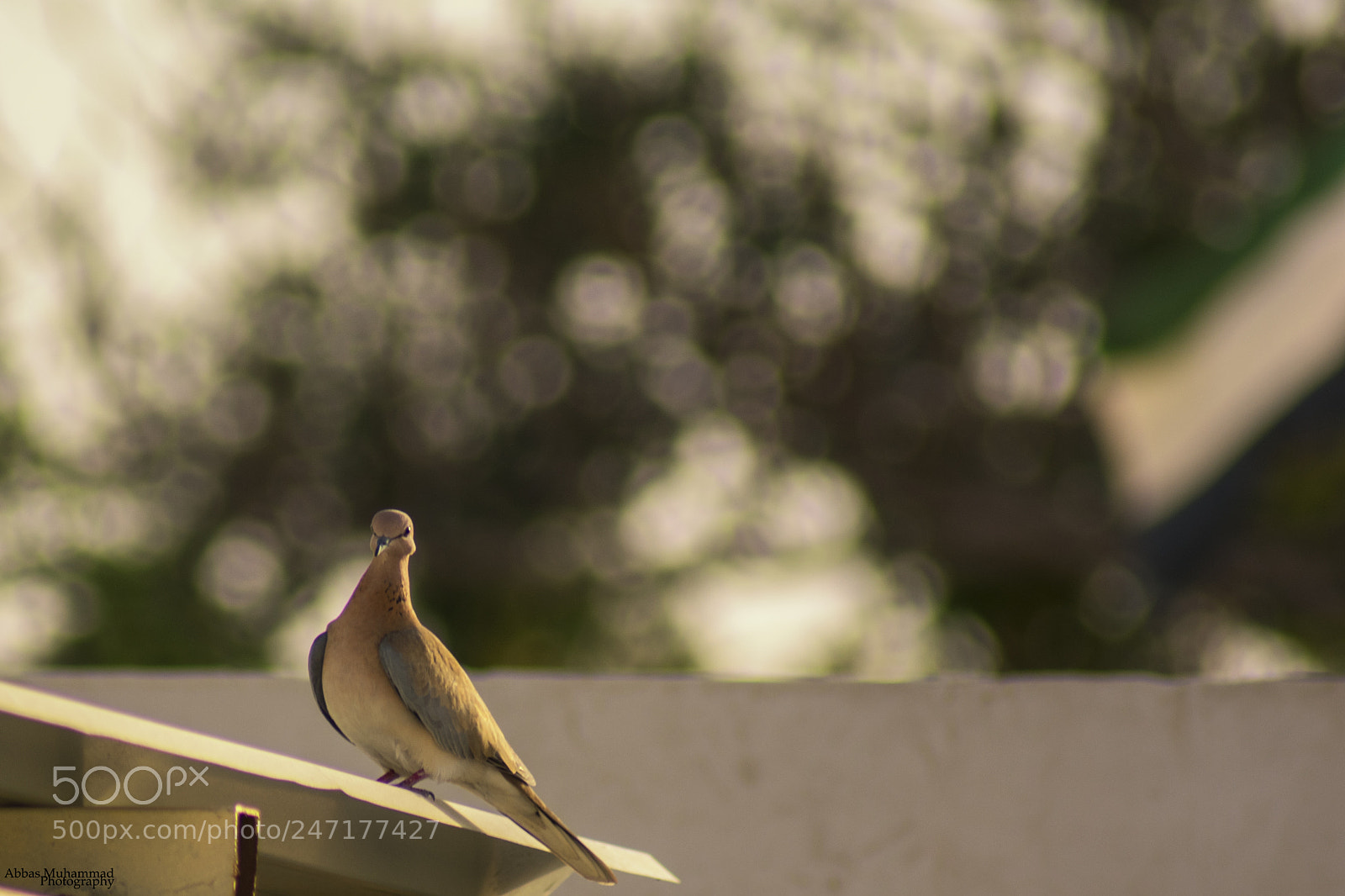 Nikon D3400 sample photo. The dove photography