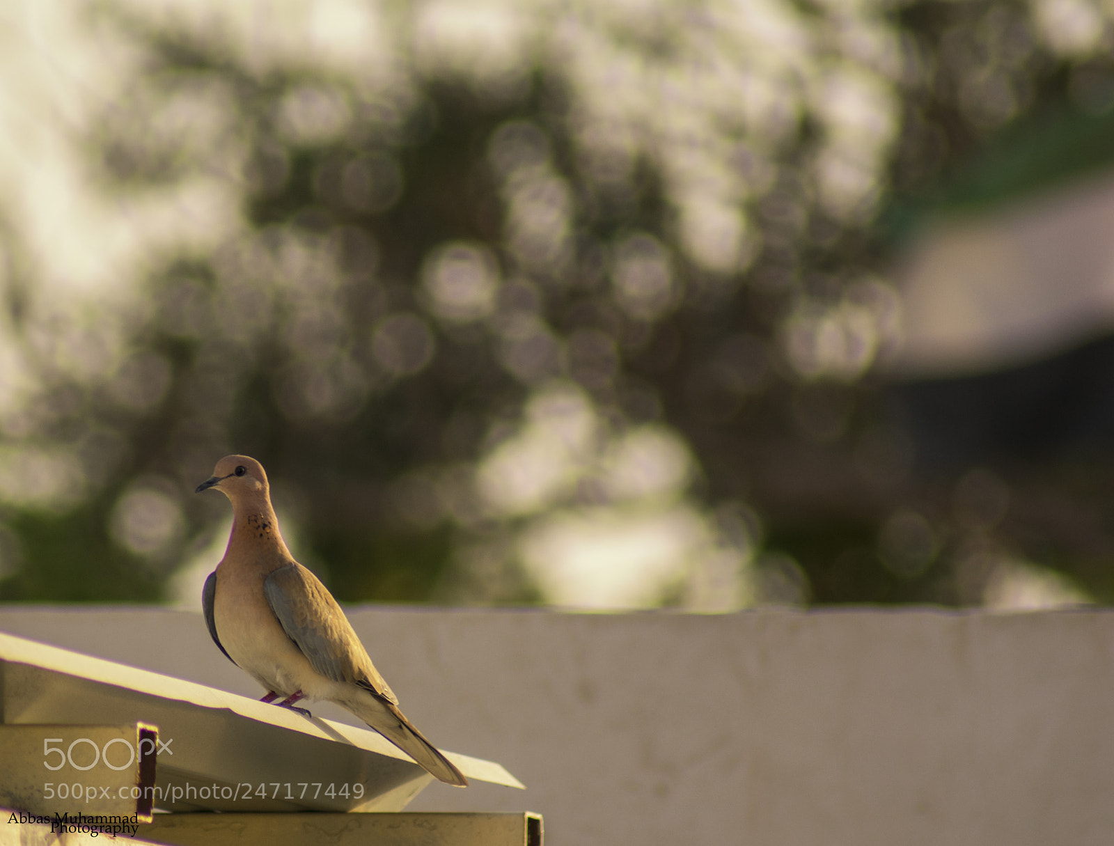 Nikon D3400 sample photo. The dove of dubai photography