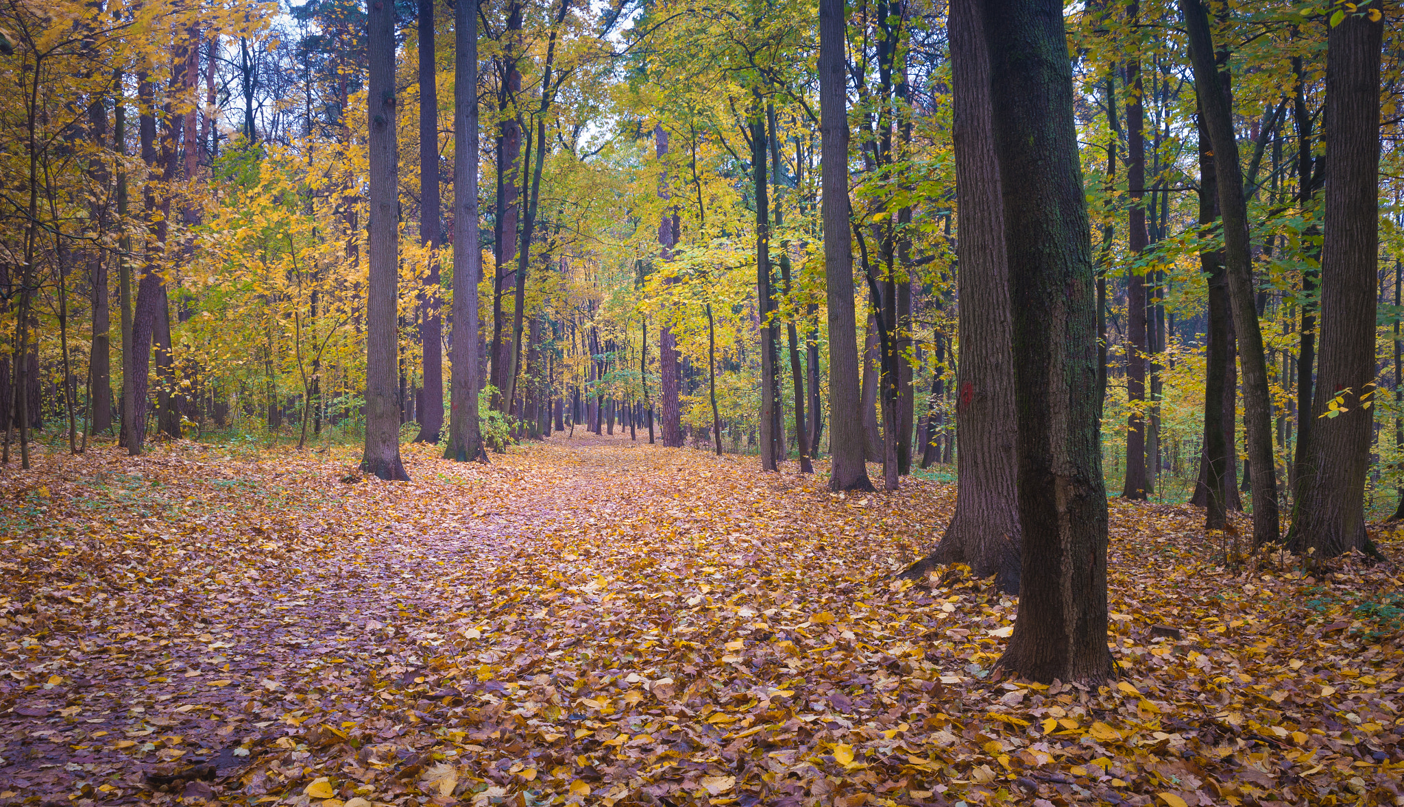 Samsung NX20 sample photo. Autumn photography
