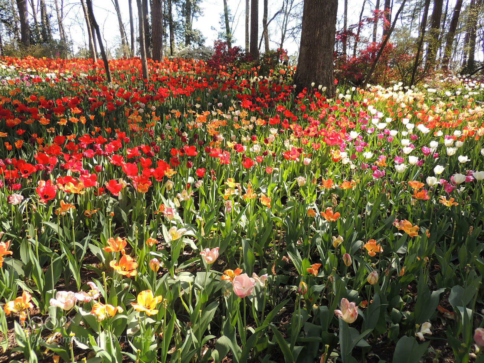 Nikon Coolpix P510 sample photo. Tulips gg d photography