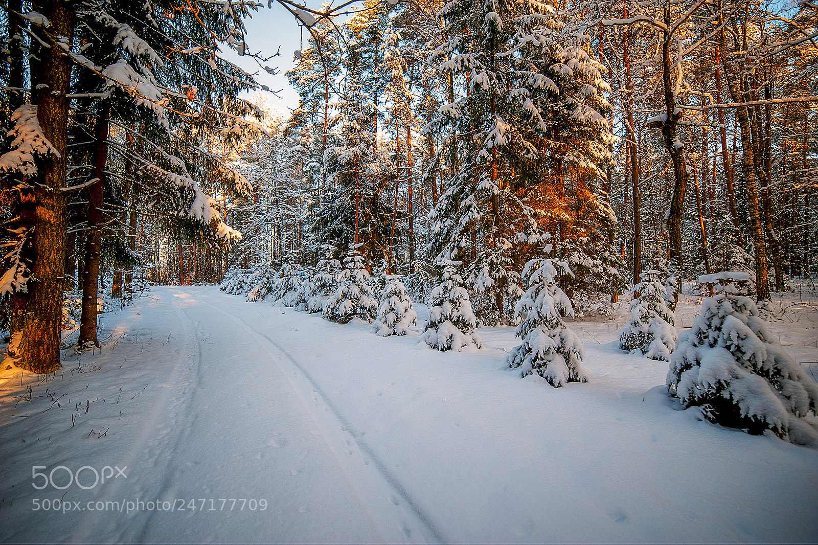 Nikon D3 sample photo. Winter morning photography