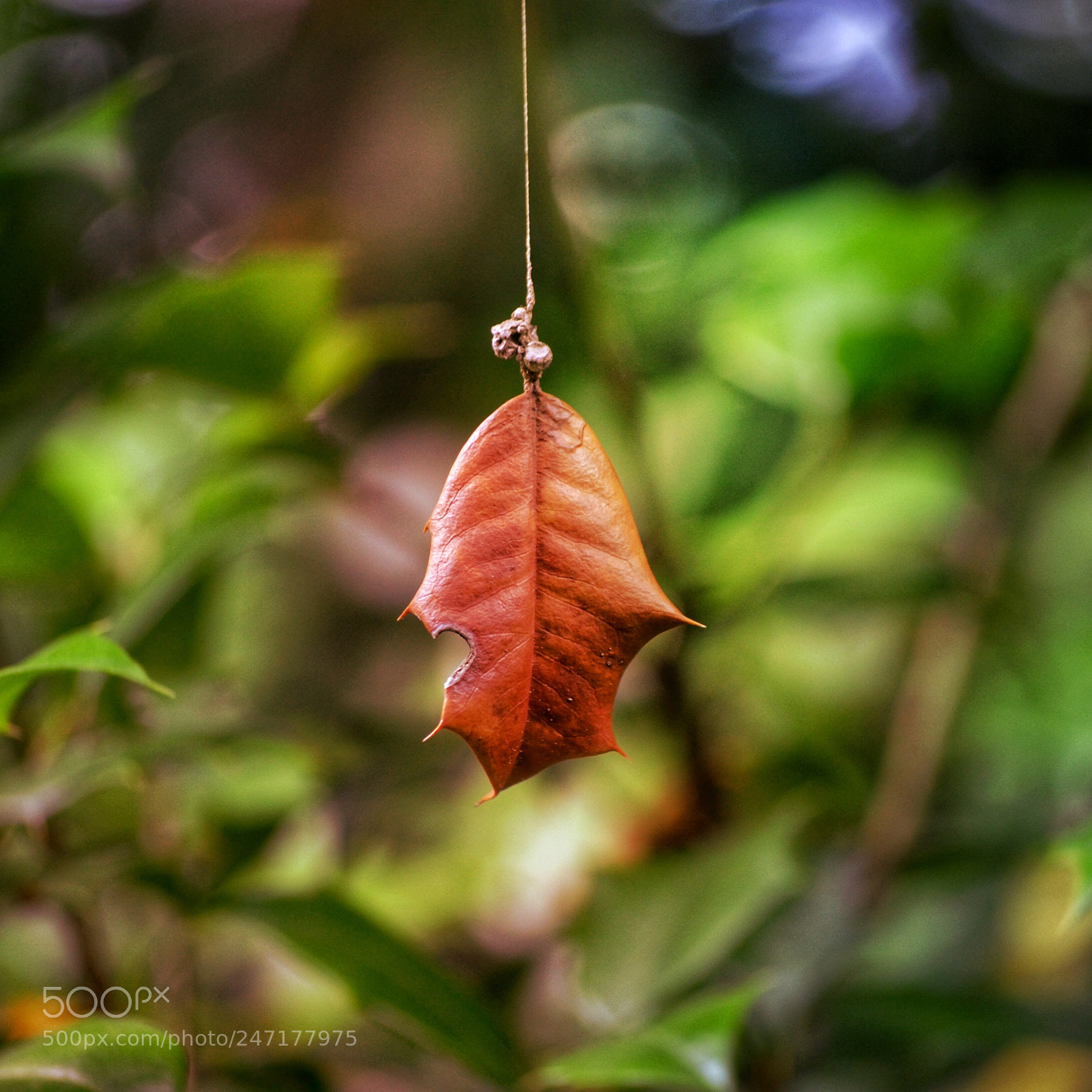 Nikon D5100 sample photo. Suspend be leaf photography